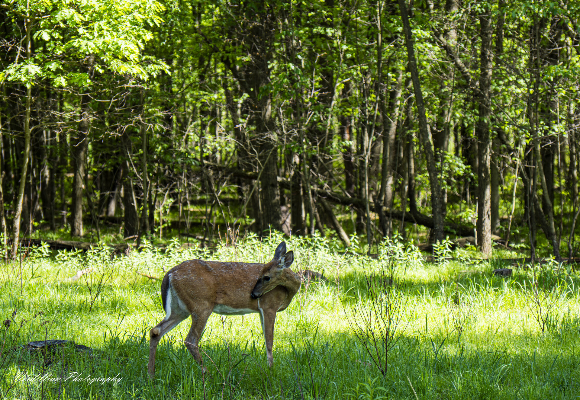A white-tailed deer walking through a sunlit forest clearing