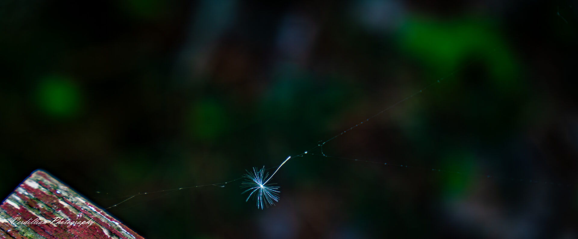 A single dandelion seed caught in a spiderweb against a dark bokeh background
