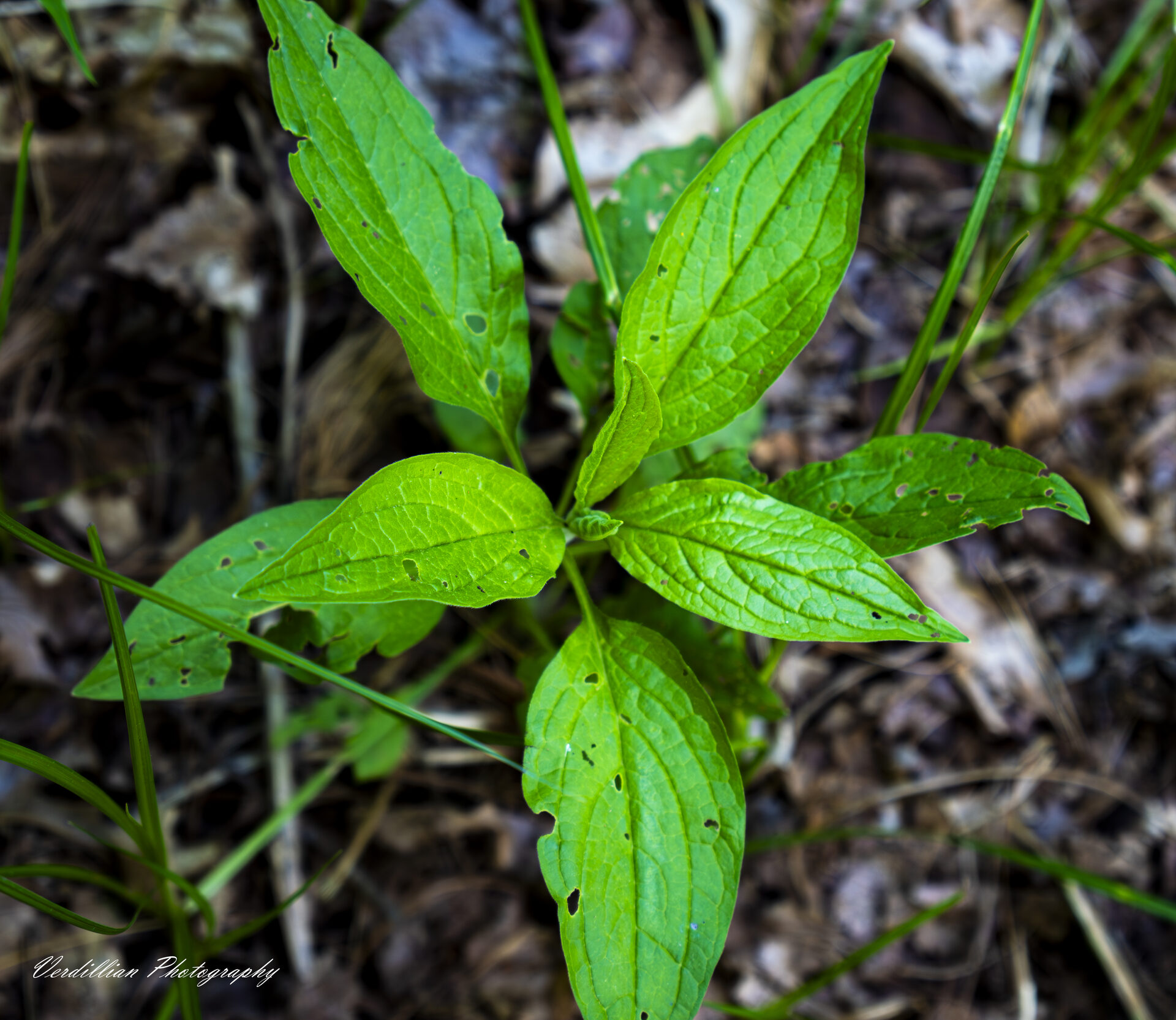 Macro shot of a small green plant with insect-bitten leaves on the forest floor